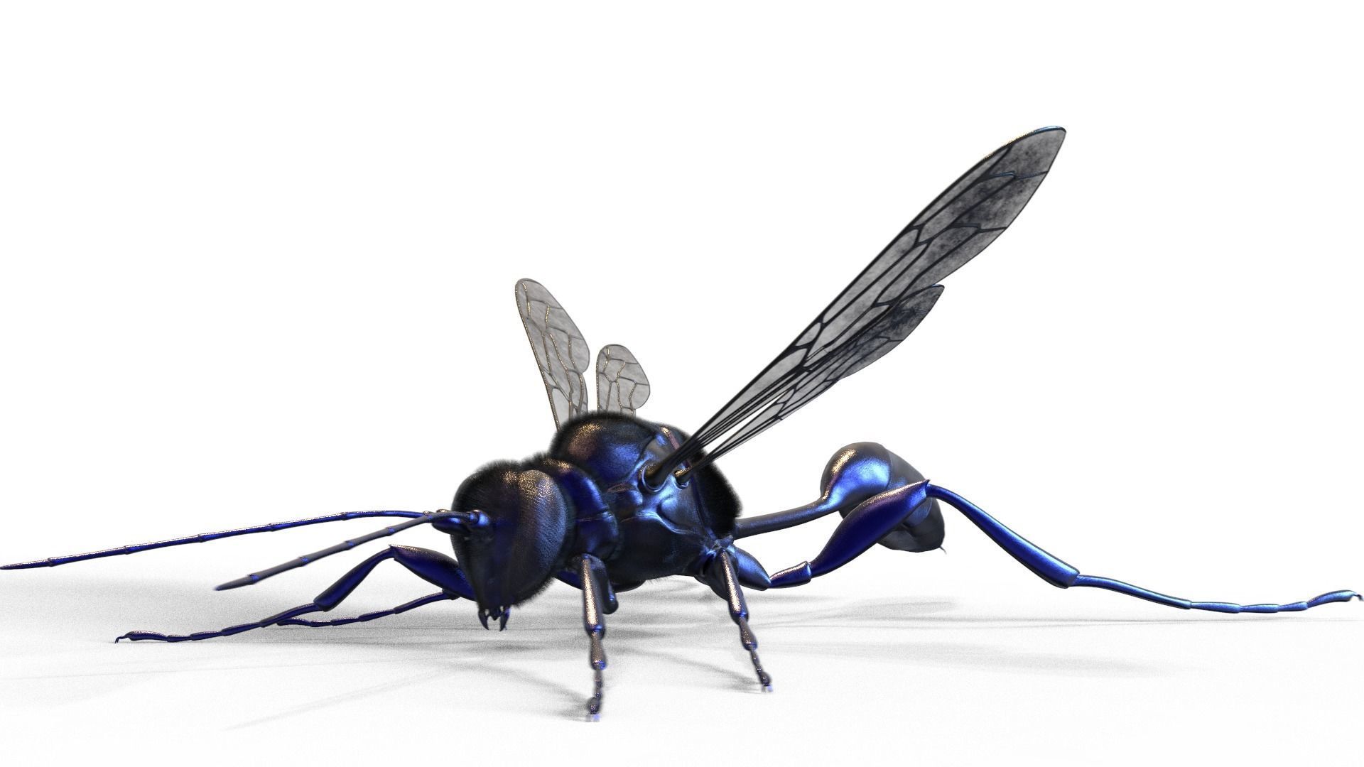Hornet wasp Textured 3D model 3D model_3