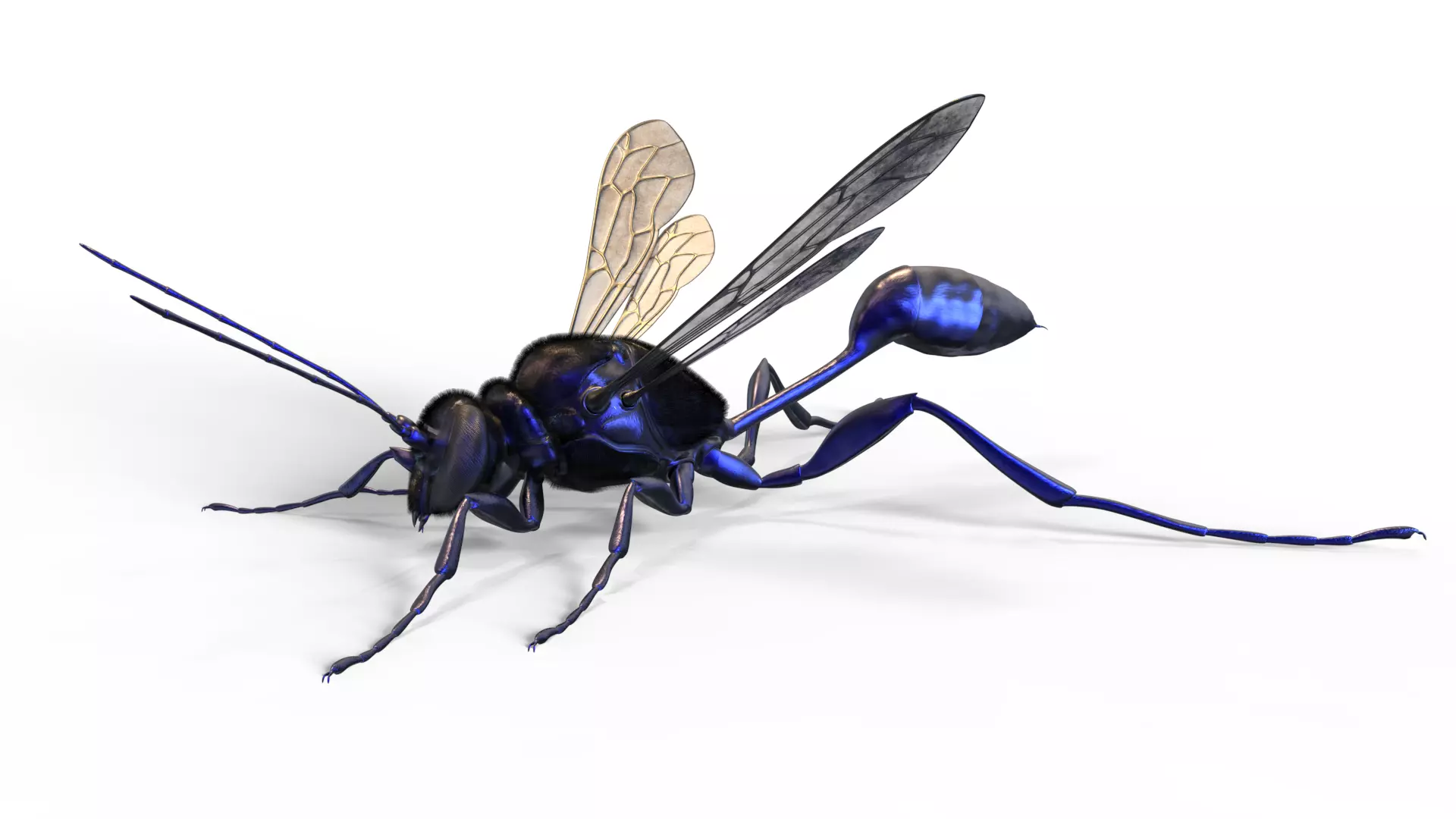 Hornet wasp Textured 3D model 3D model_0