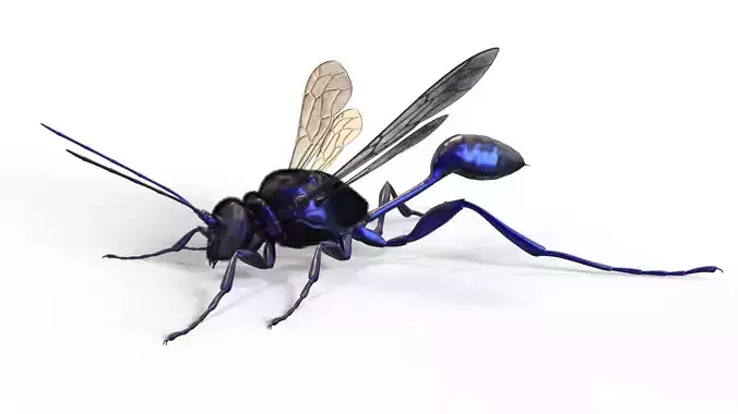 Hornet wasp Textured 3D model