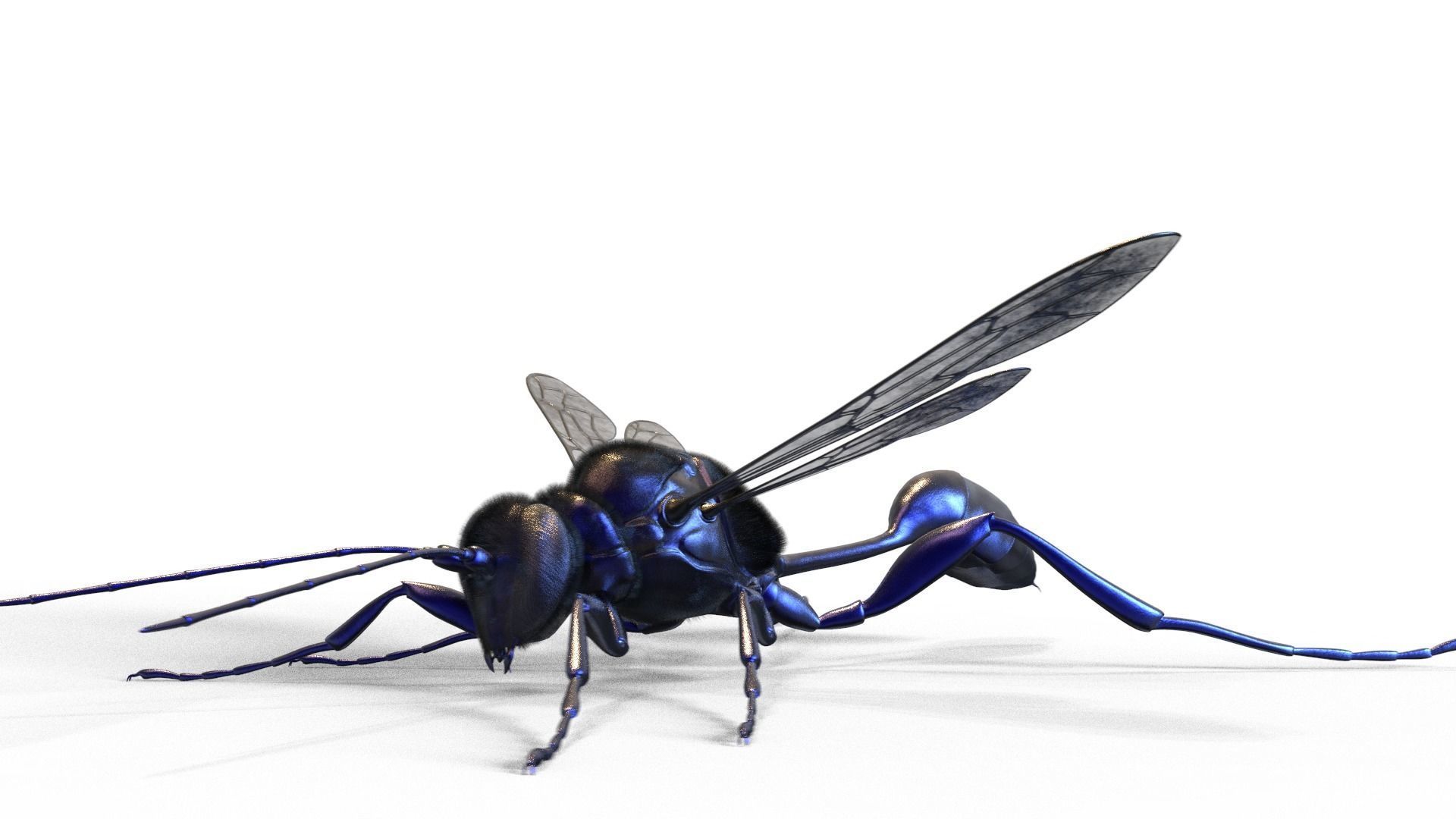 Hornet wasp Textured 3D model 3D model_2