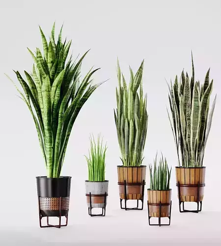 Sansevieria plant