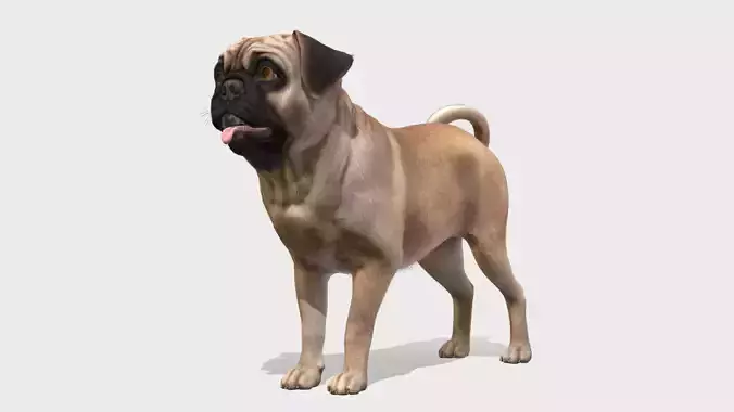 Dog - Pug Low-poly 3D model