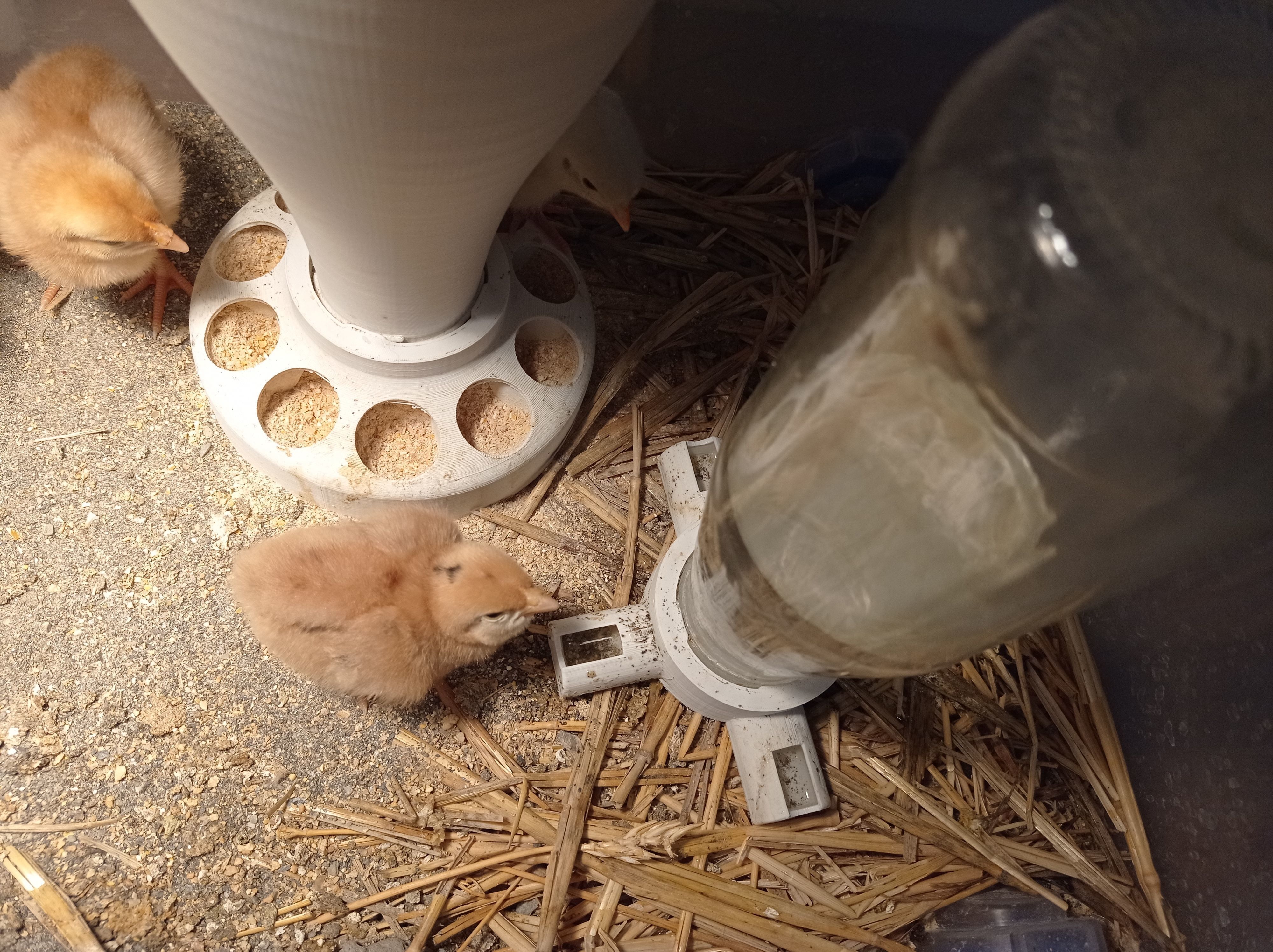 Food and water for the chicks Cibo e acqua per i pulcini 3D print model_1