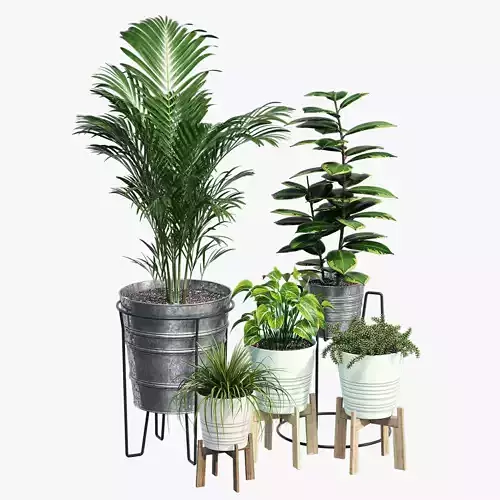 Svartpeppar four potted plants 3D model