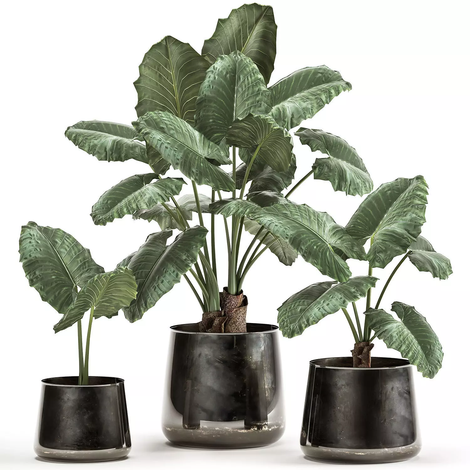 alocasia macrorrhiza in a pot for the interior 881 3D model_0