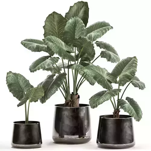 alocasia macrorrhiza in a pot for the interior 881 3D model