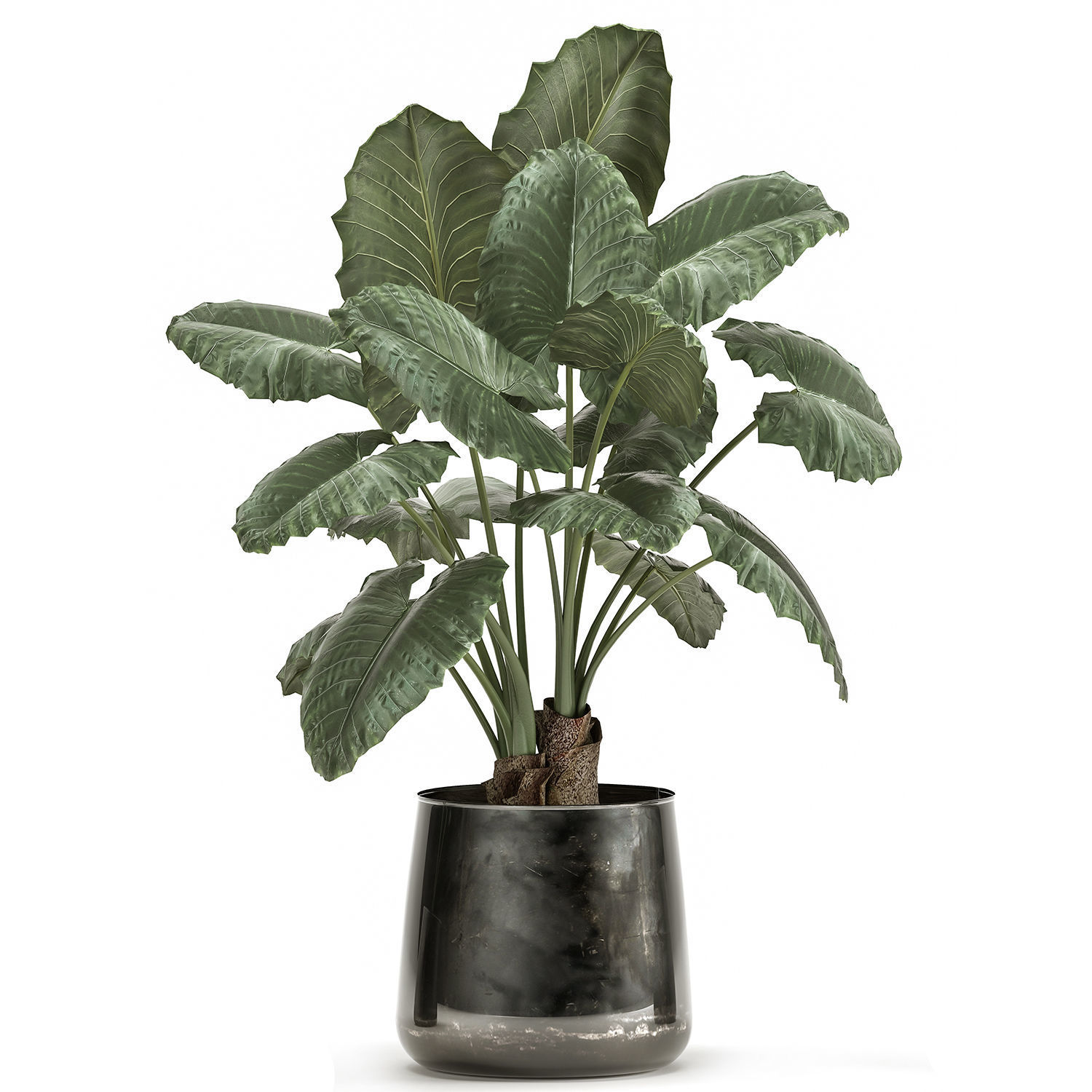 alocasia macrorrhiza in a pot for the interior 881 3D model_1