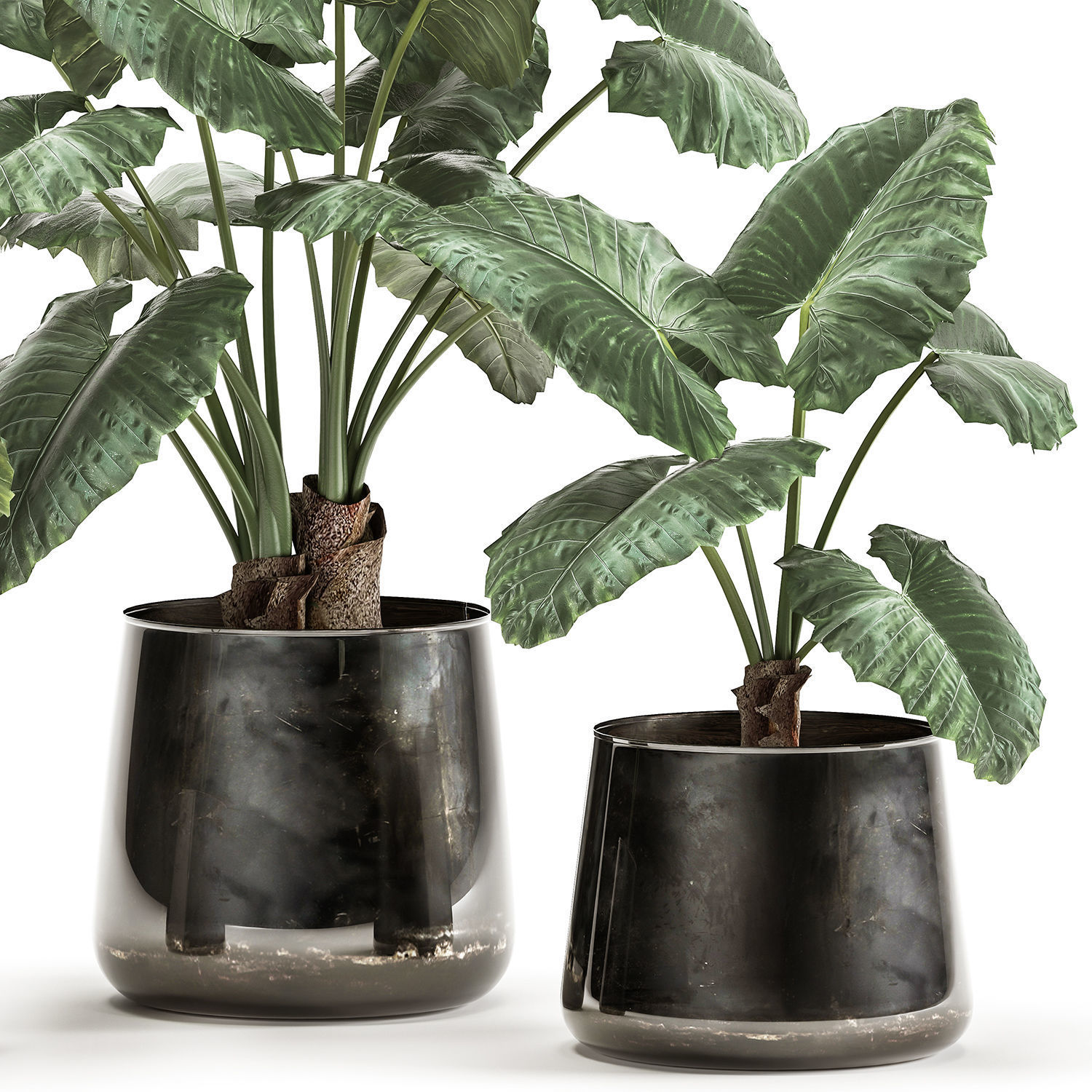 alocasia macrorrhiza in a pot for the interior 881 3D model_3