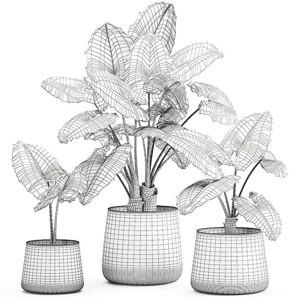 alocasia macrorrhiza in a pot for the interior 881 3D model_7