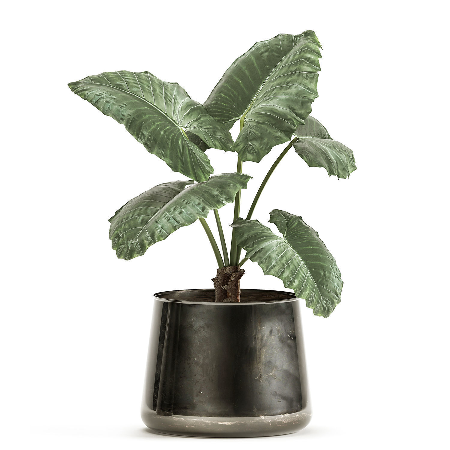 alocasia macrorrhiza in a pot for the interior 881 3D model_6