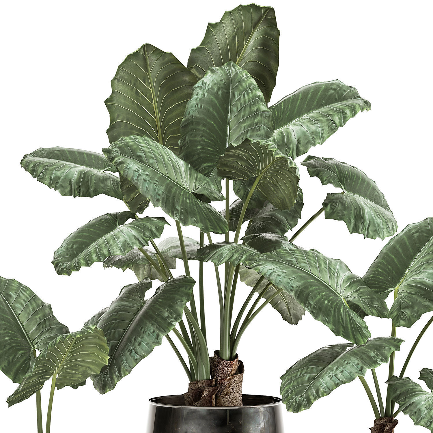 alocasia macrorrhiza in a pot for the interior 881 3D model_4