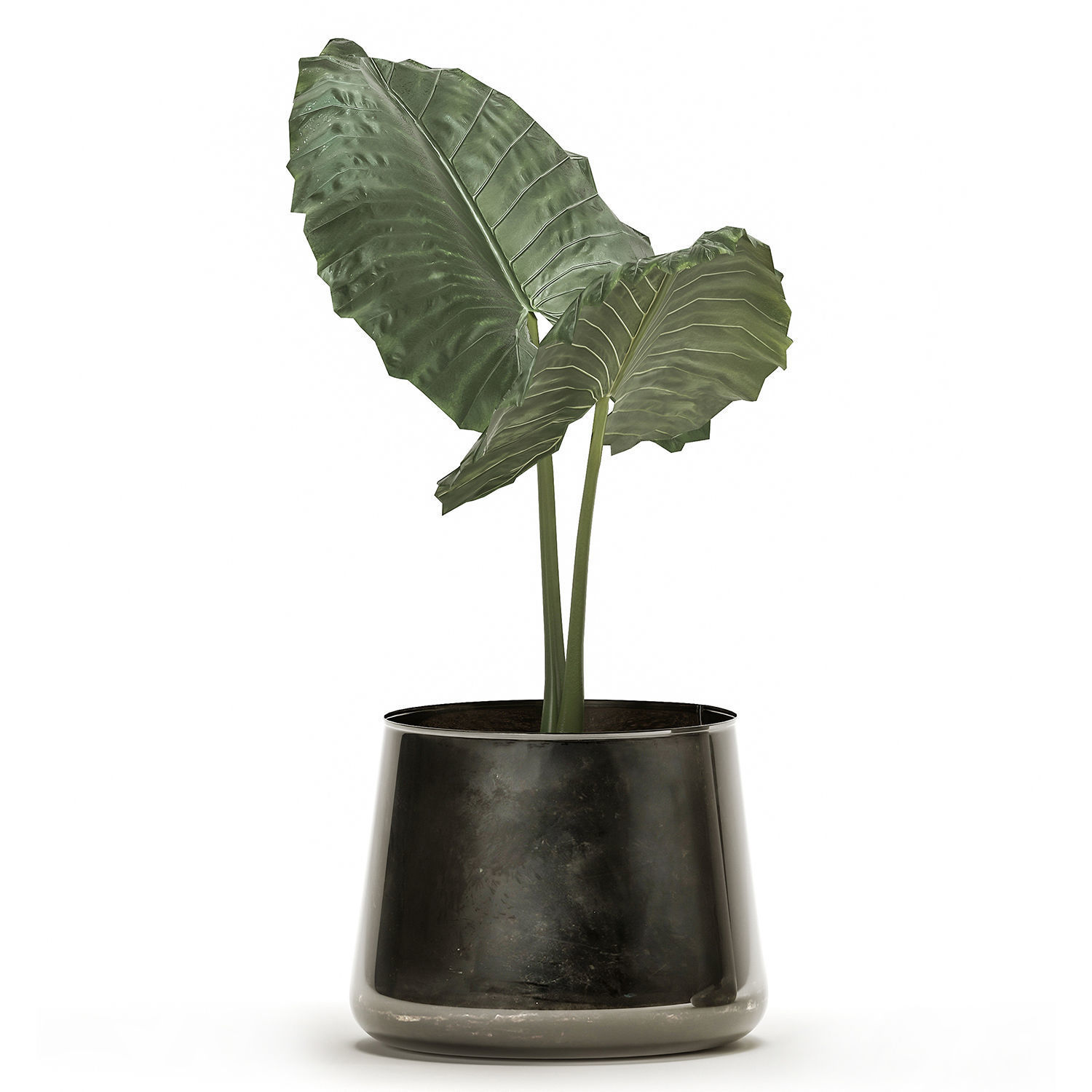 alocasia macrorrhiza in a pot for the interior 881 3D model_5