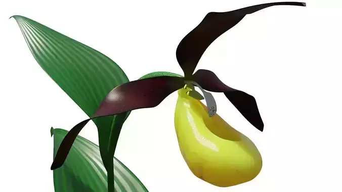 Ladys slipper orchid
