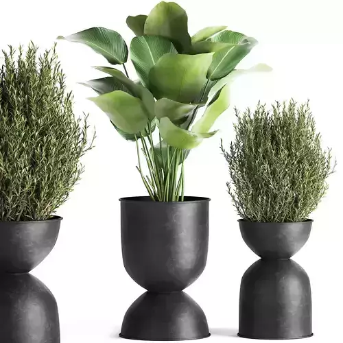 Houseplants in a pot for the interior 882