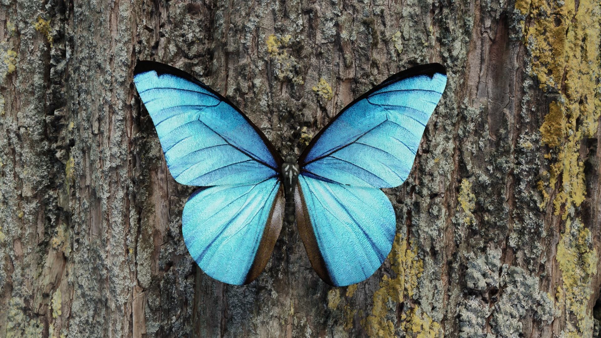 Blue Morpho Butterfly Low-poly 3D model_18