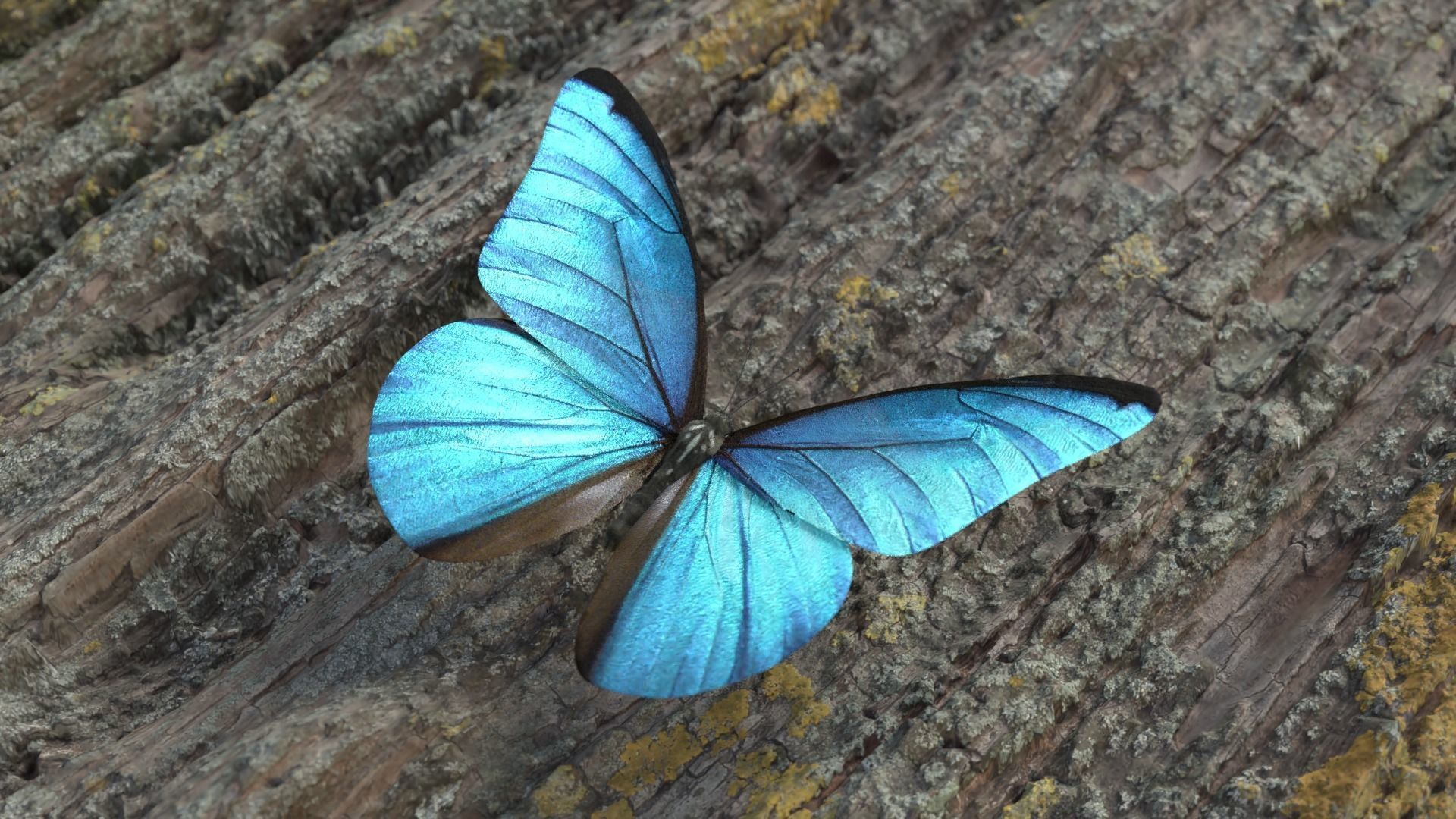 Blue Morpho Butterfly Low-poly 3D model_3