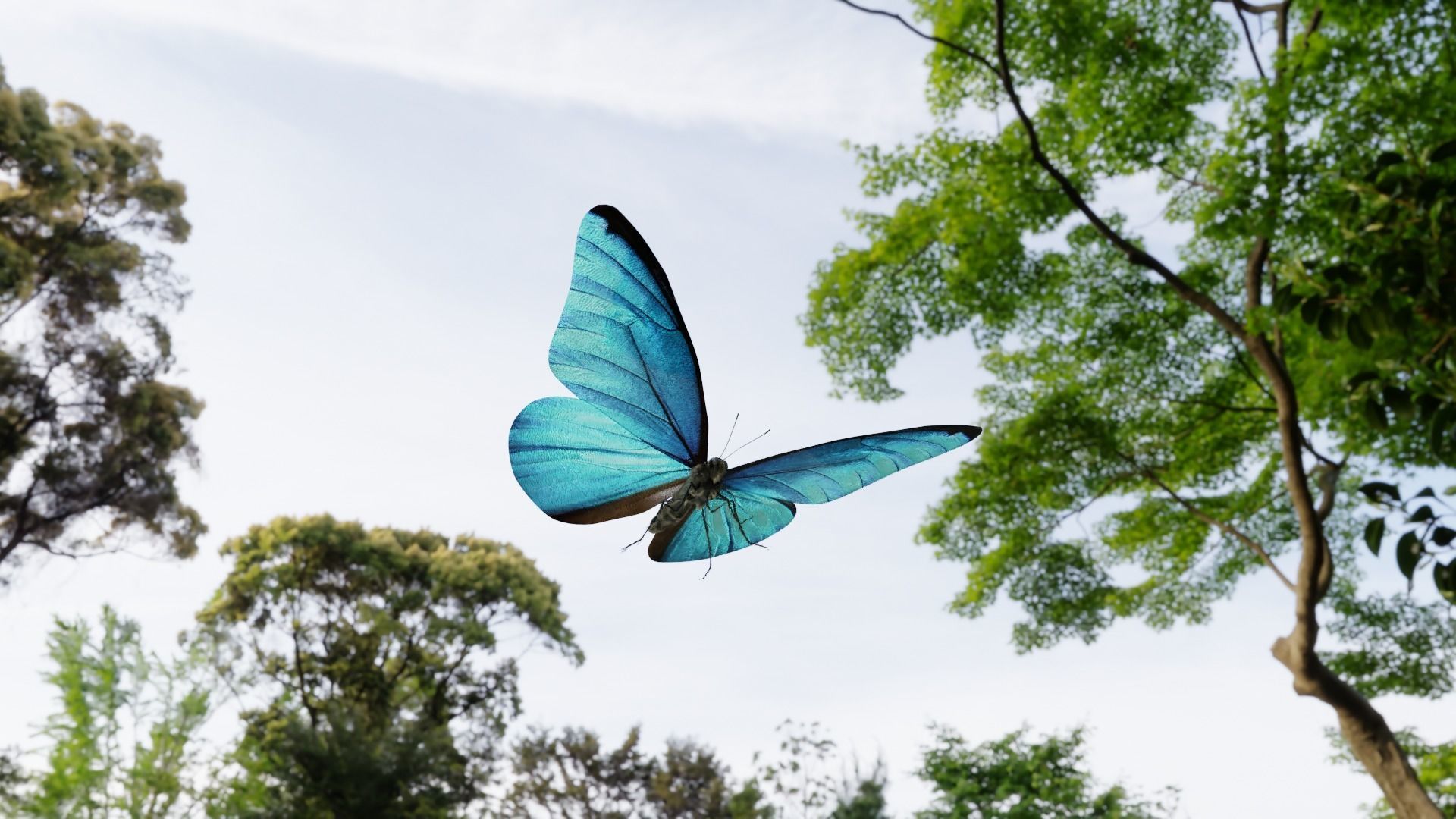 Blue Morpho Butterfly Low-poly 3D model_6