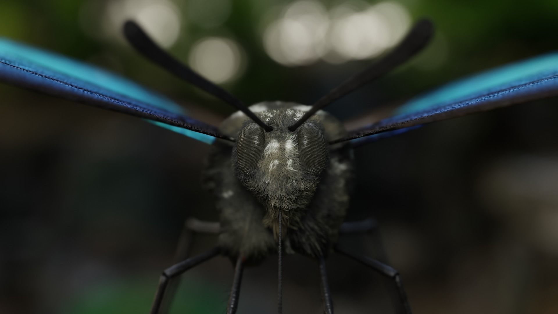Blue Morpho Butterfly Low-poly 3D model_10