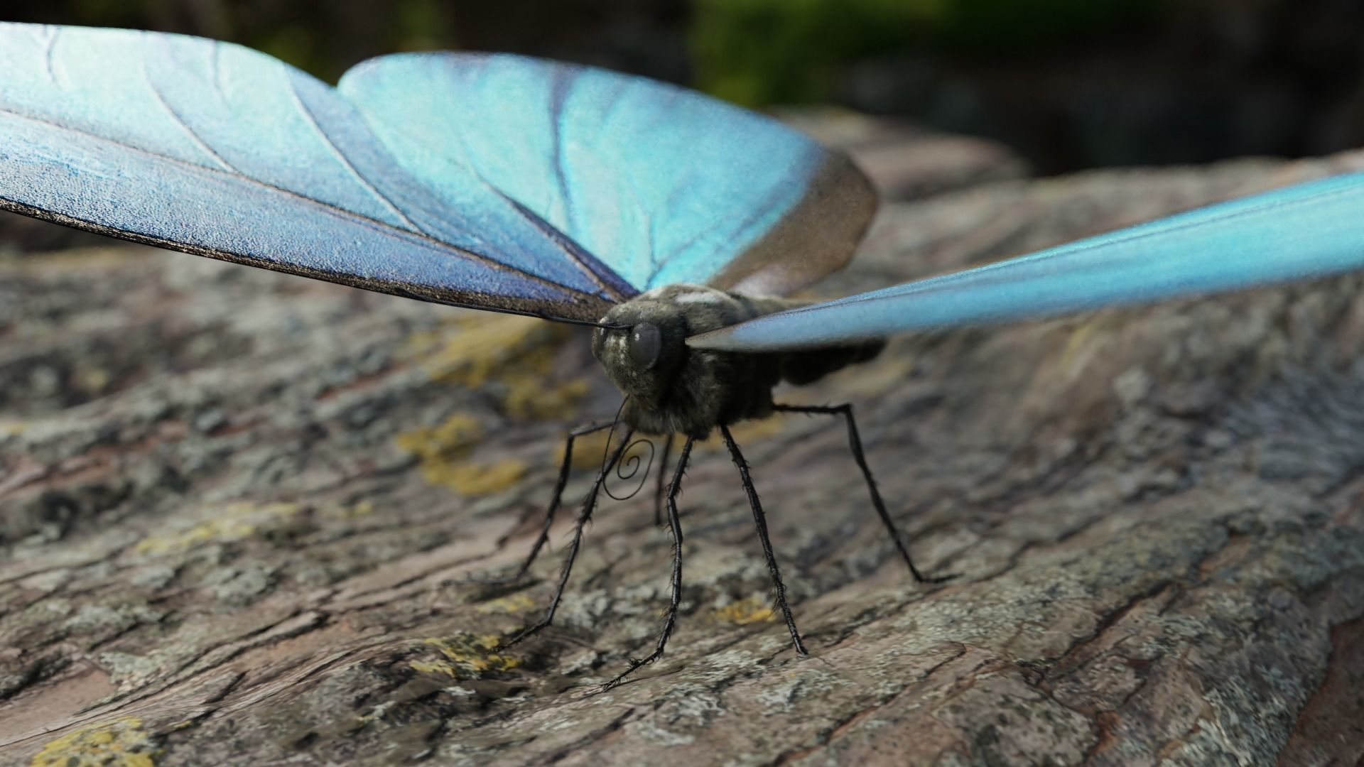 Blue Morpho Butterfly Low-poly 3D model_11
