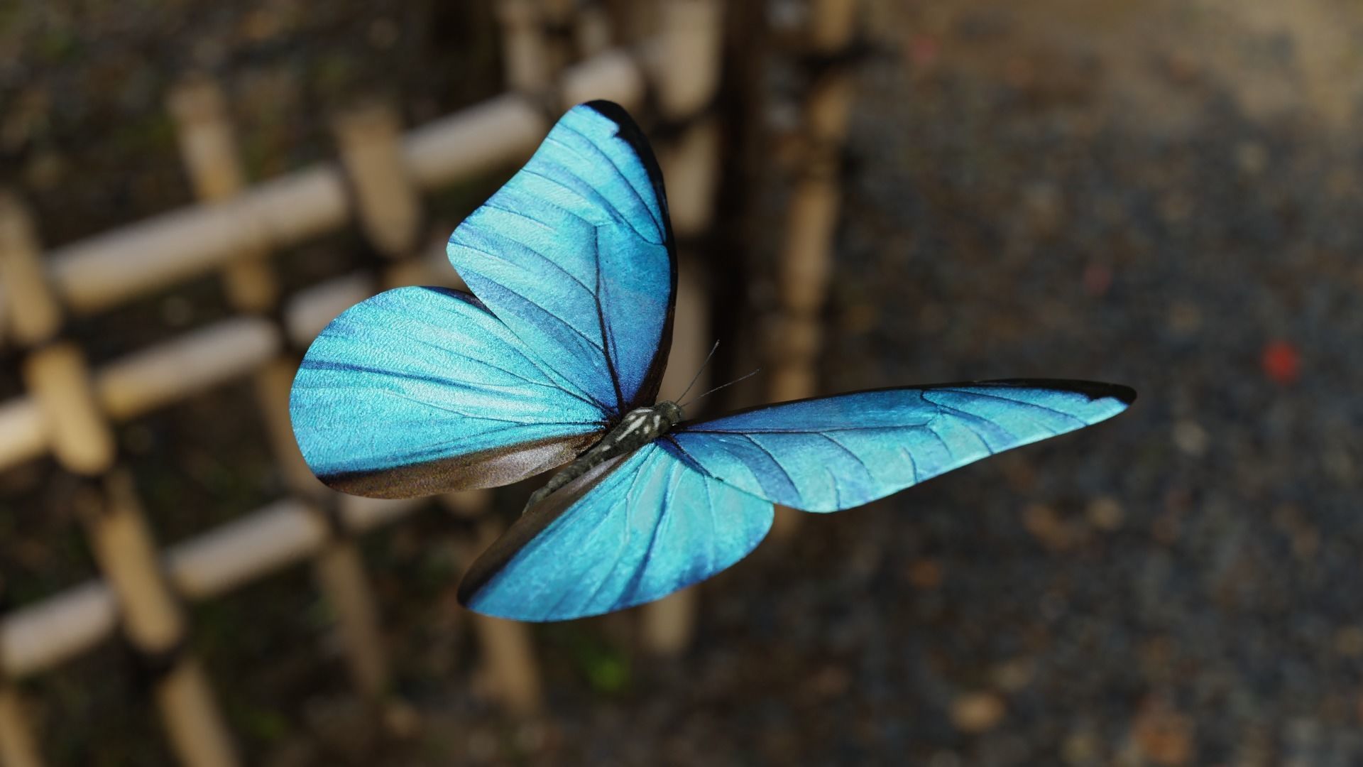 Blue Morpho Butterfly Low-poly 3D model_5