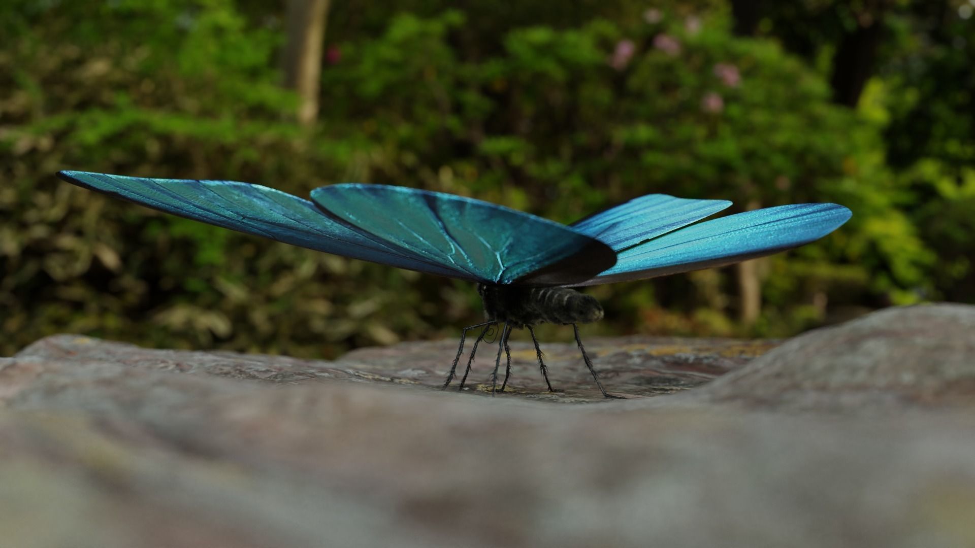 Blue Morpho Butterfly Low-poly 3D model_12
