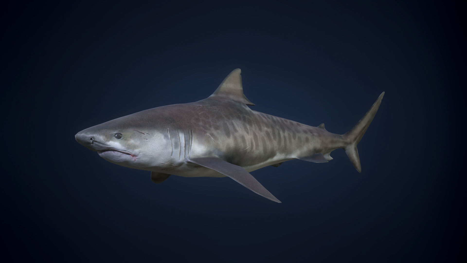 Tiger Shark - GameReady Low-poly 3D model_2