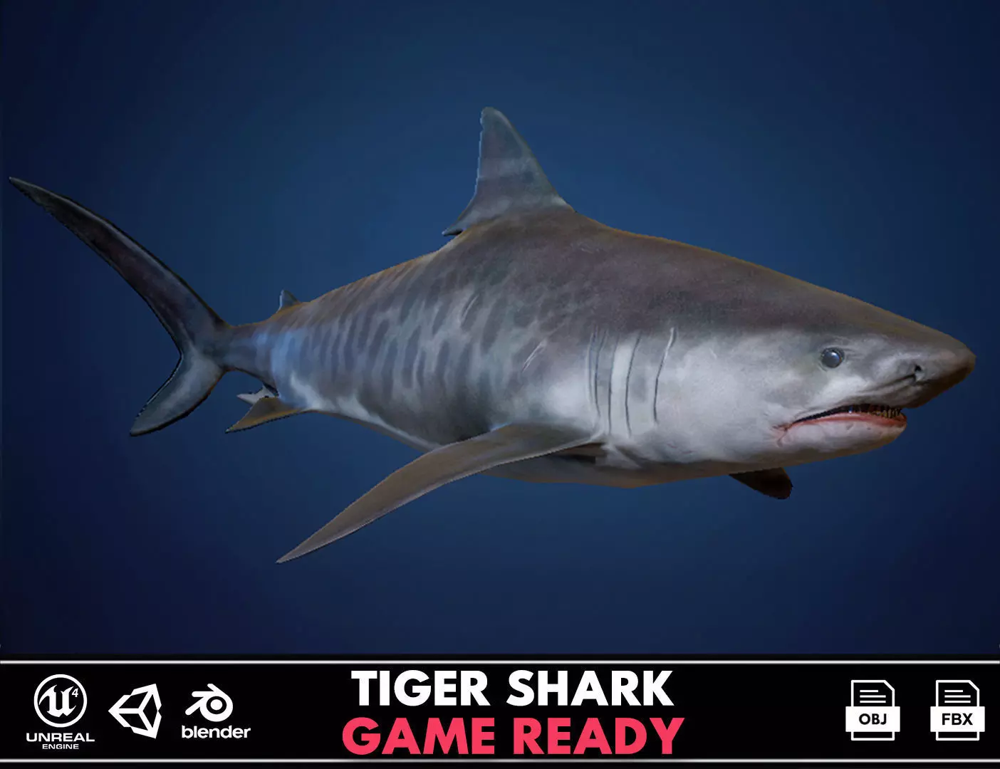 Tiger Shark - GameReady Low-poly 3D model_0