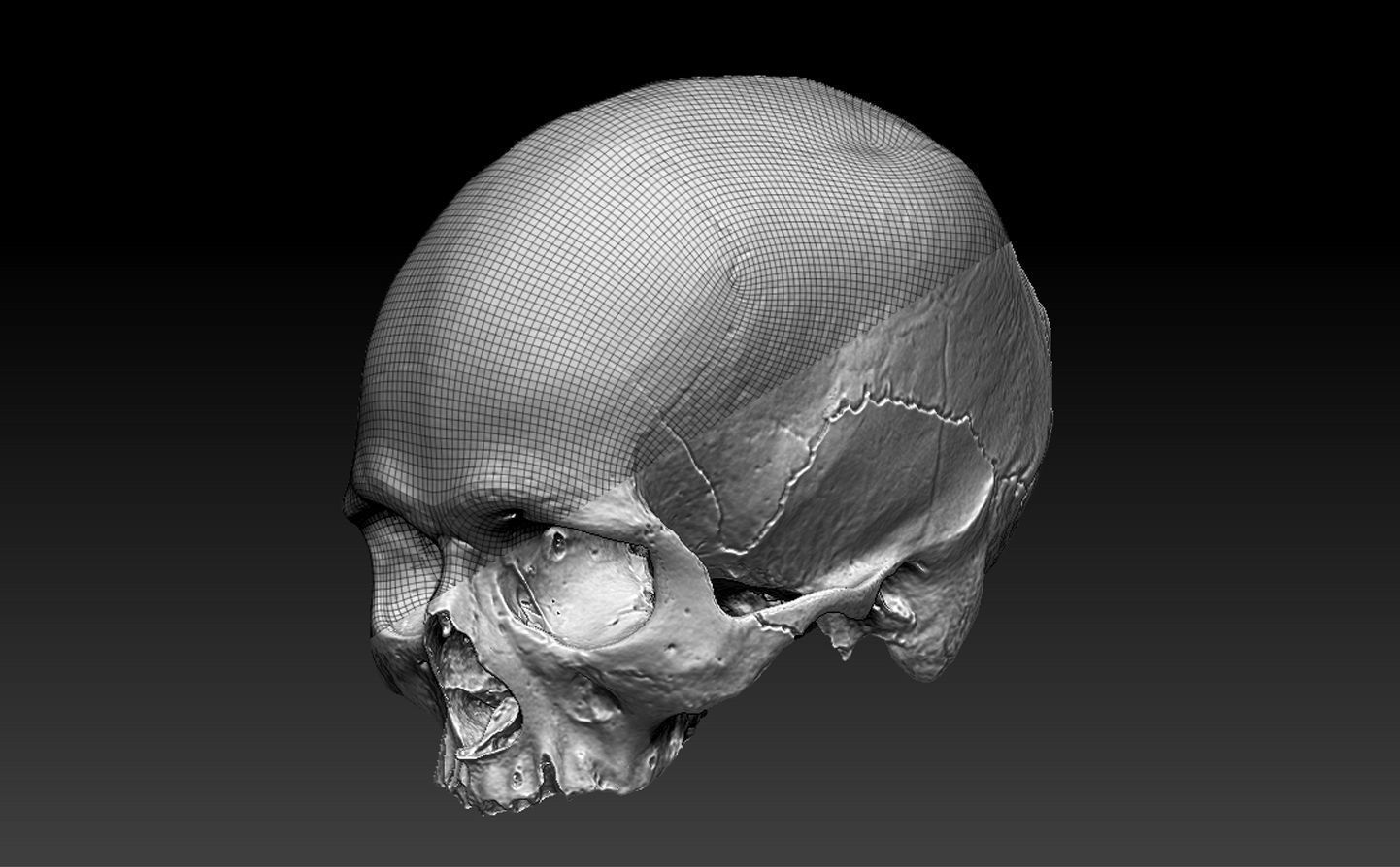 Human Skull - 3D Scan - UV Unwrapped - Textured - Royalty Free Low-poly 3D model_6