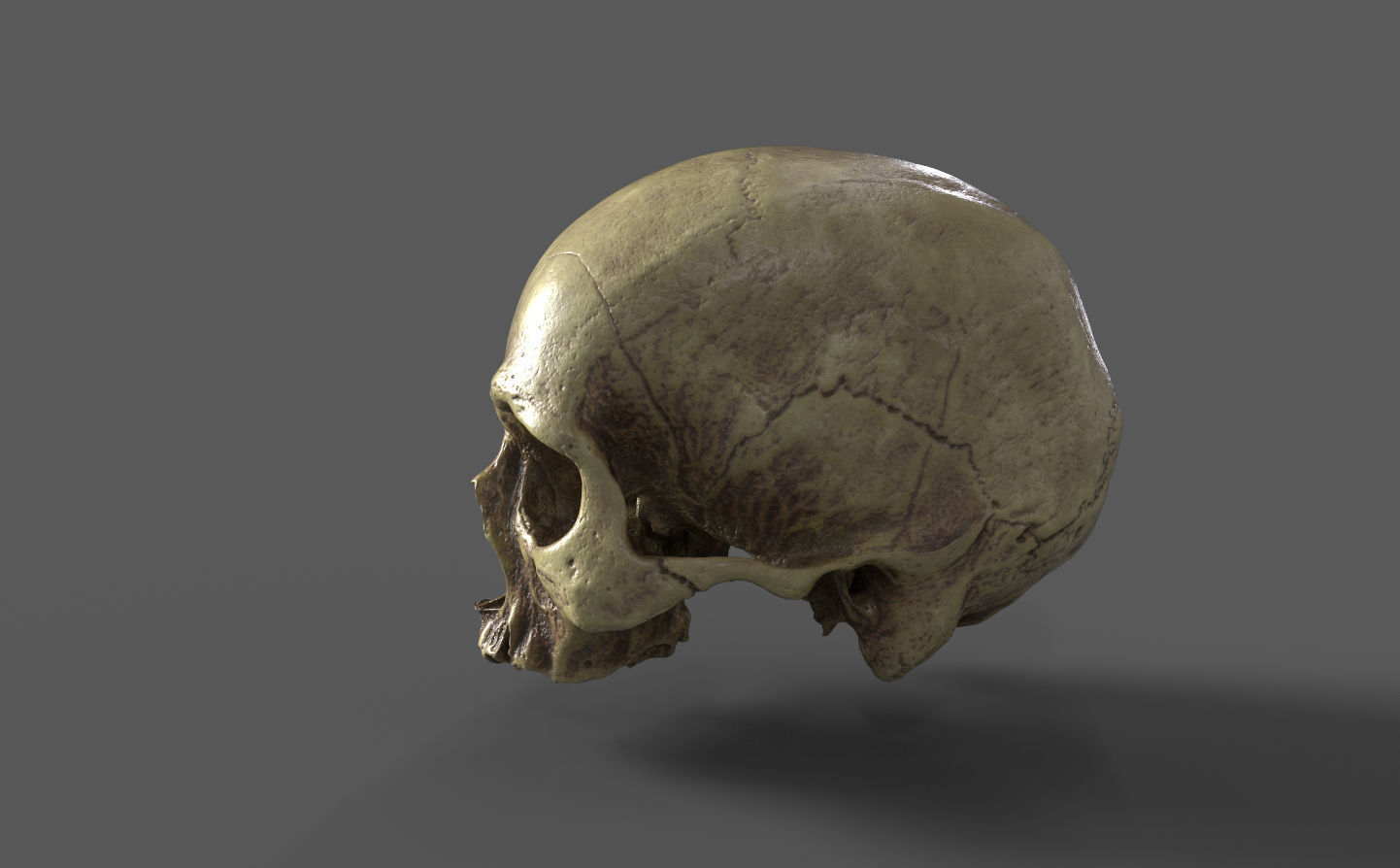 Human Skull - 3D Scan - UV Unwrapped - Textured - Royalty Free Low-poly 3D model_2