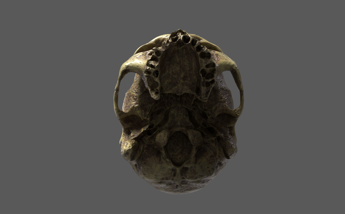 Human Skull - 3D Scan - UV Unwrapped - Textured - Royalty Free Low-poly 3D model_3