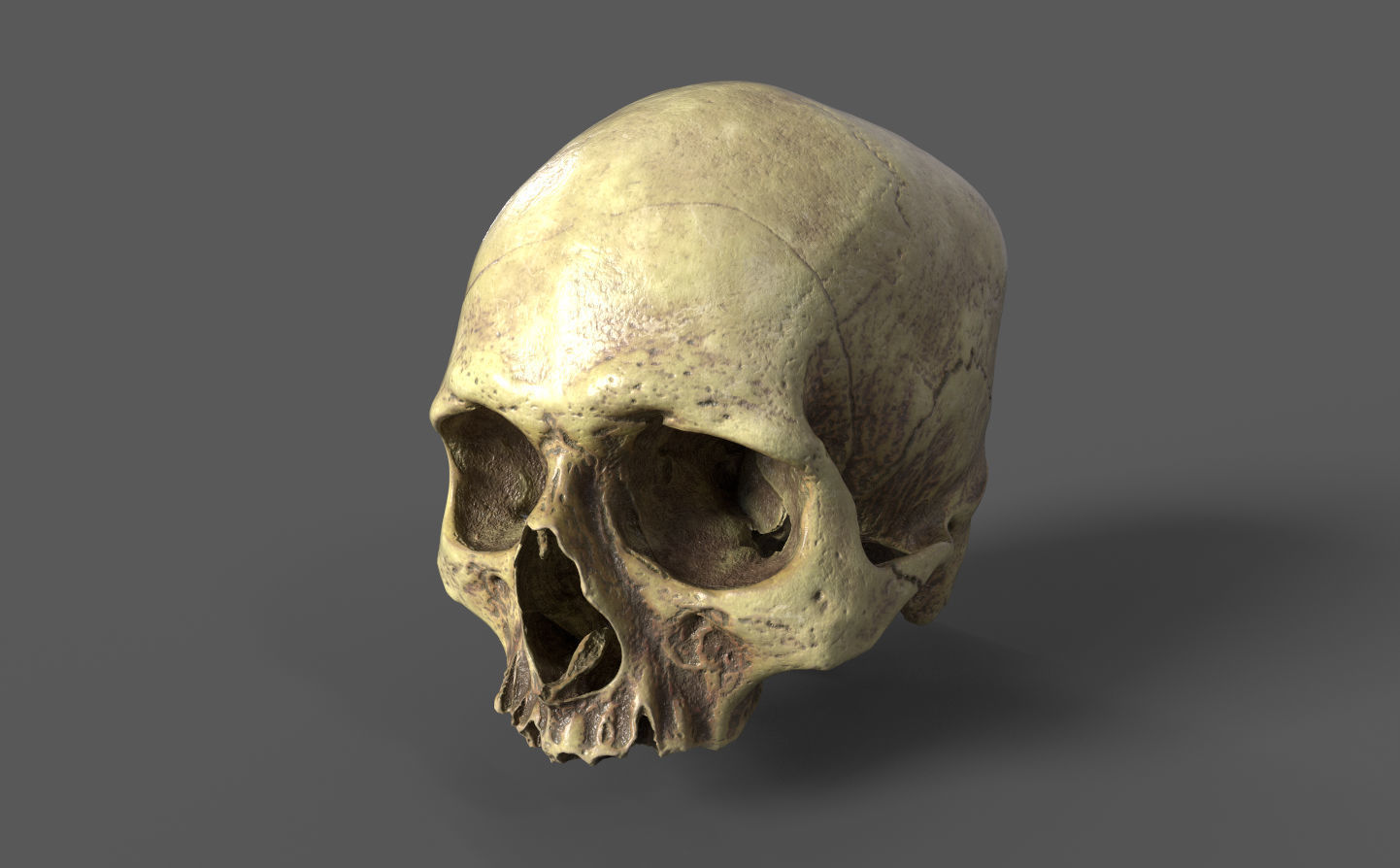 Human Skull - 3D Scan - UV Unwrapped - Textured - Royalty Free Low-poly 3D model_1