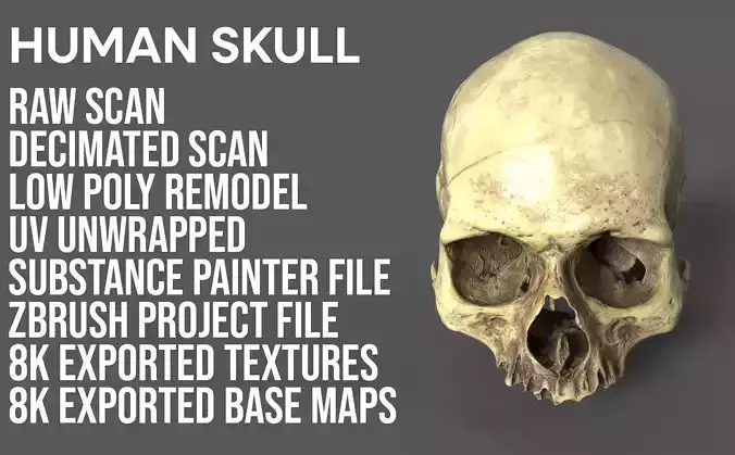 Human Skull - 3D Scan - UV Unwrapped - Textured - Royalty Free Low-poly 3D model