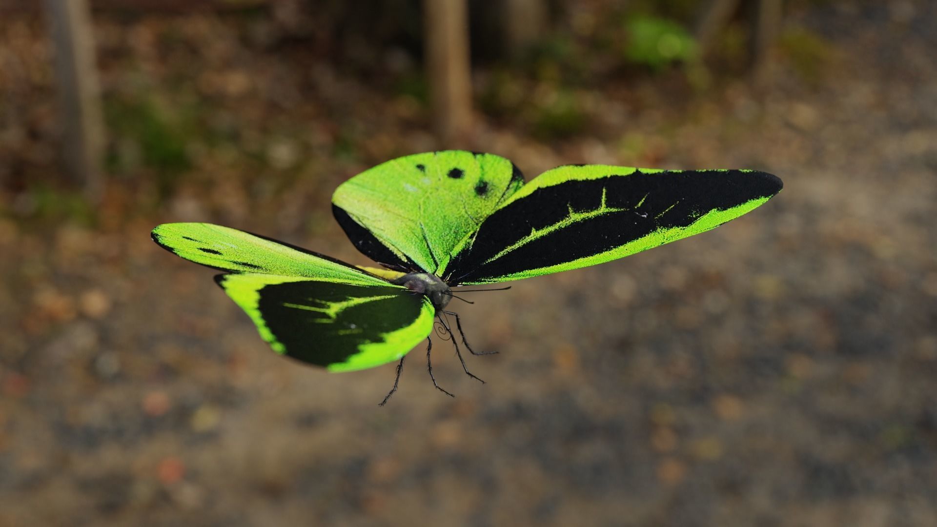 Green Birdwing Butterfly Low-poly 3D model_8