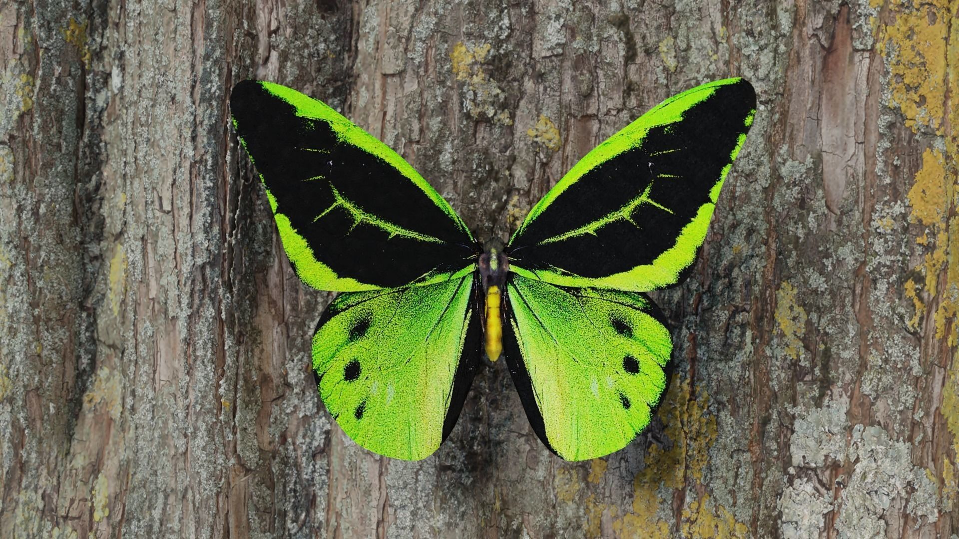 Green Birdwing Butterfly Low-poly 3D model_19