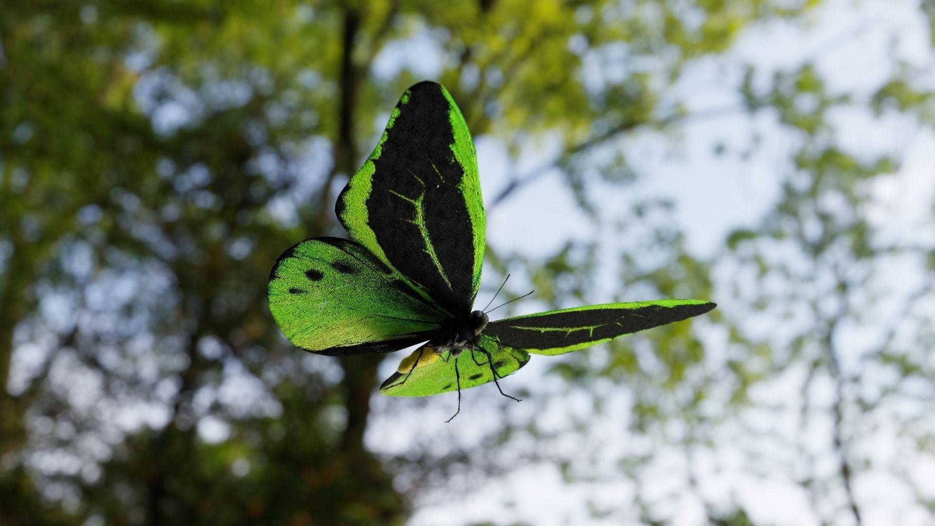 Green Birdwing Butterfly Low-poly 3D model_9