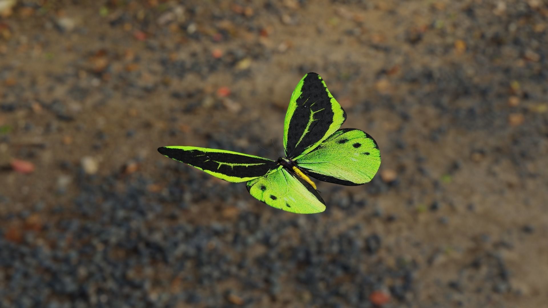 Green Birdwing Butterfly Low-poly 3D model_4