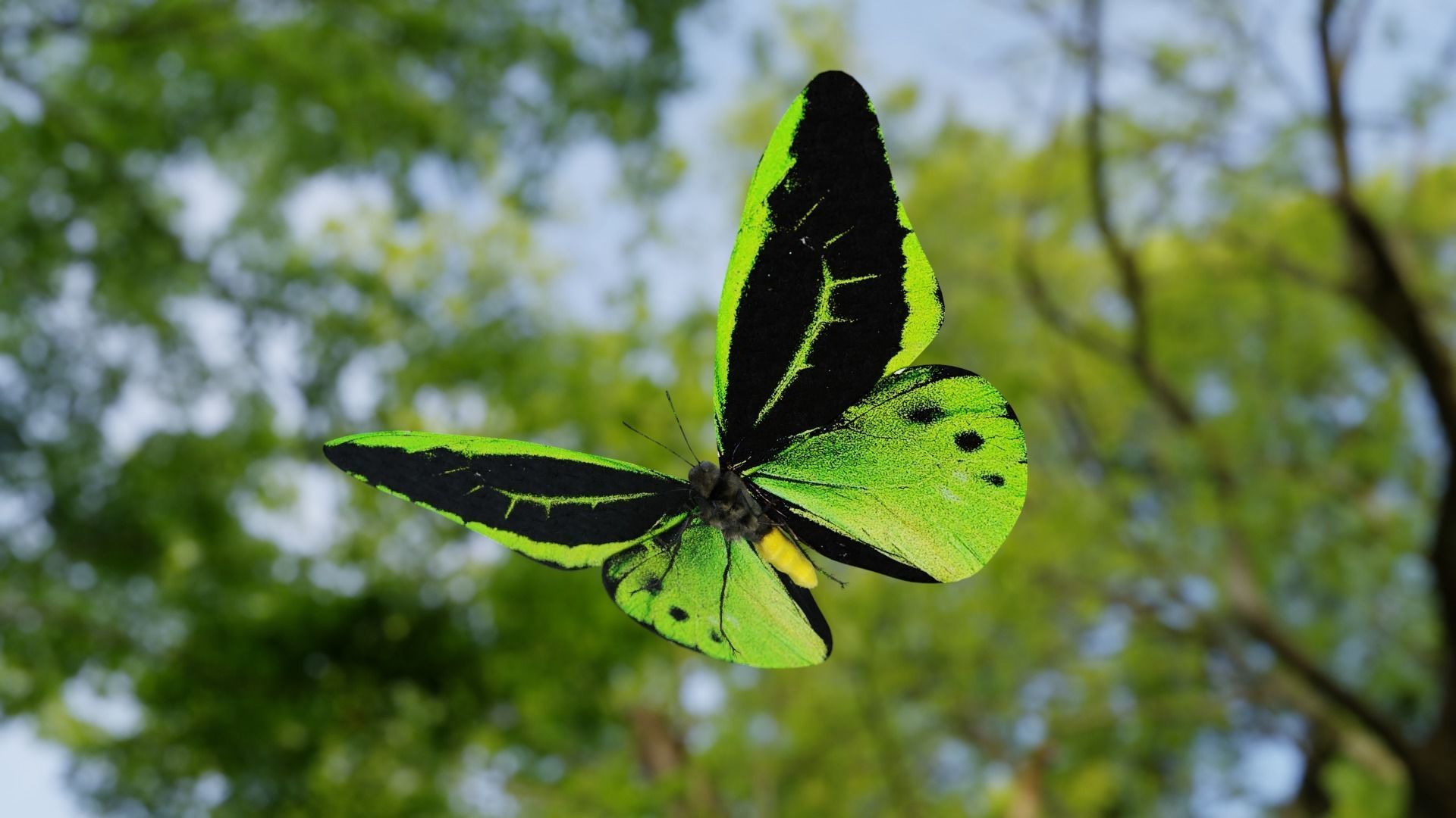 Green Birdwing Butterfly Low-poly 3D model_5