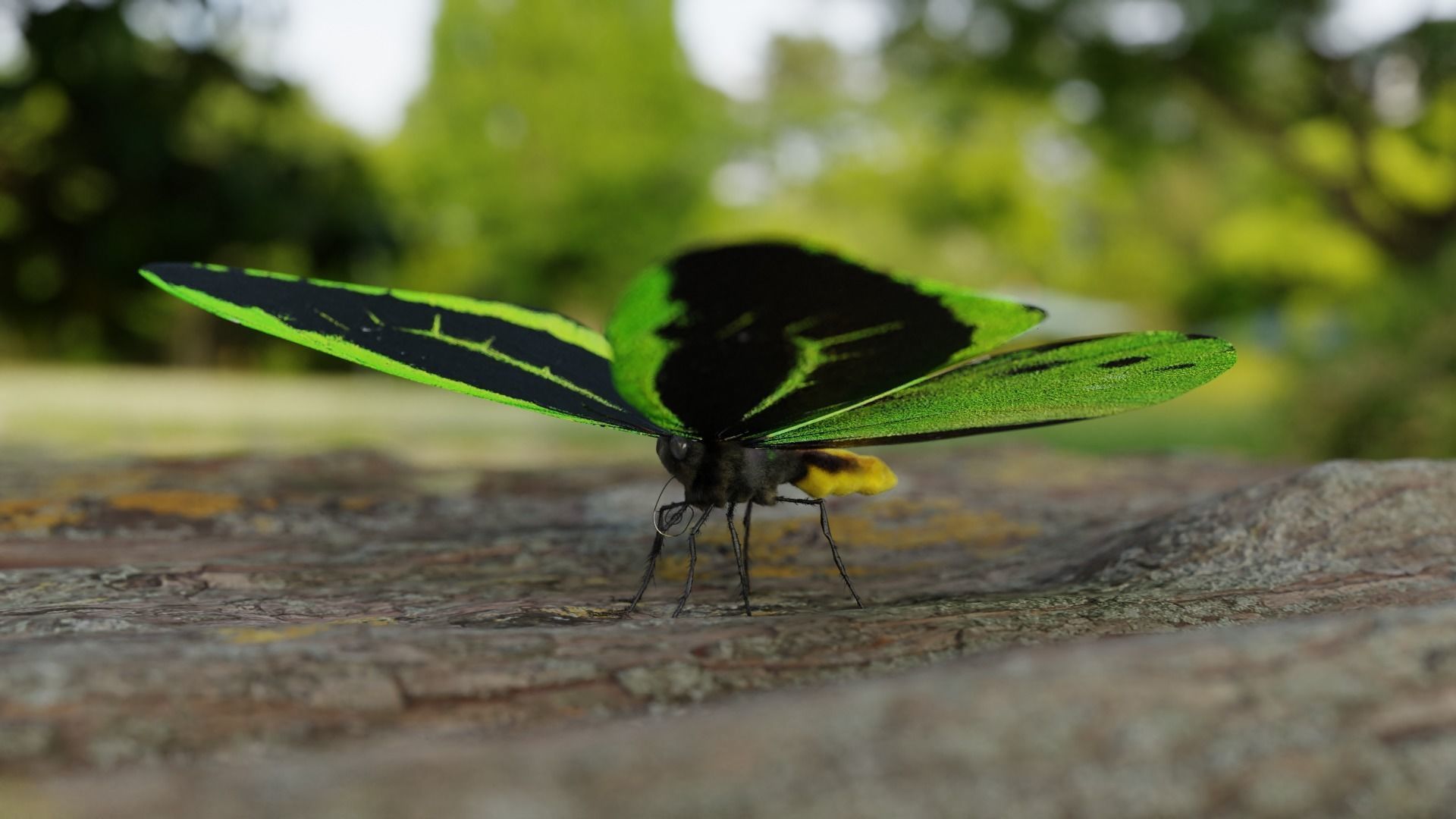 Green Birdwing Butterfly Low-poly 3D model_14