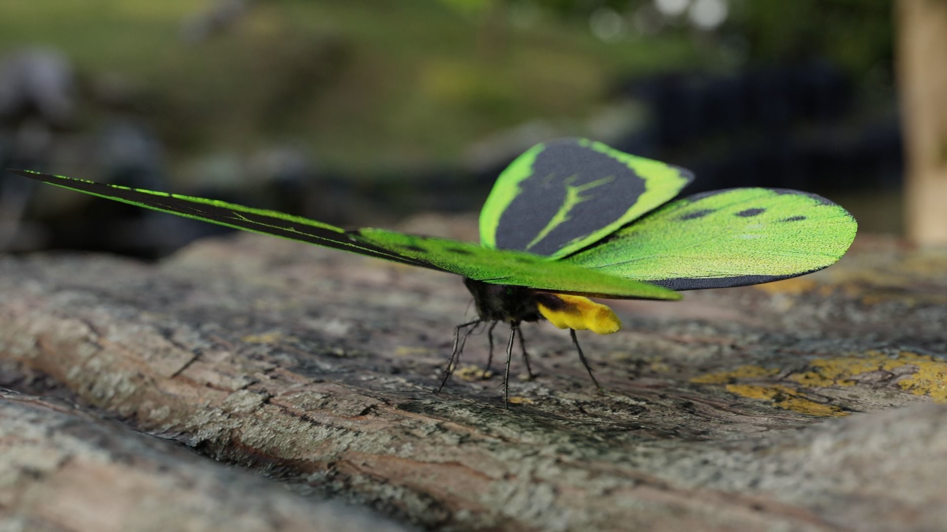 Green Birdwing Butterfly Low-poly 3D model_13