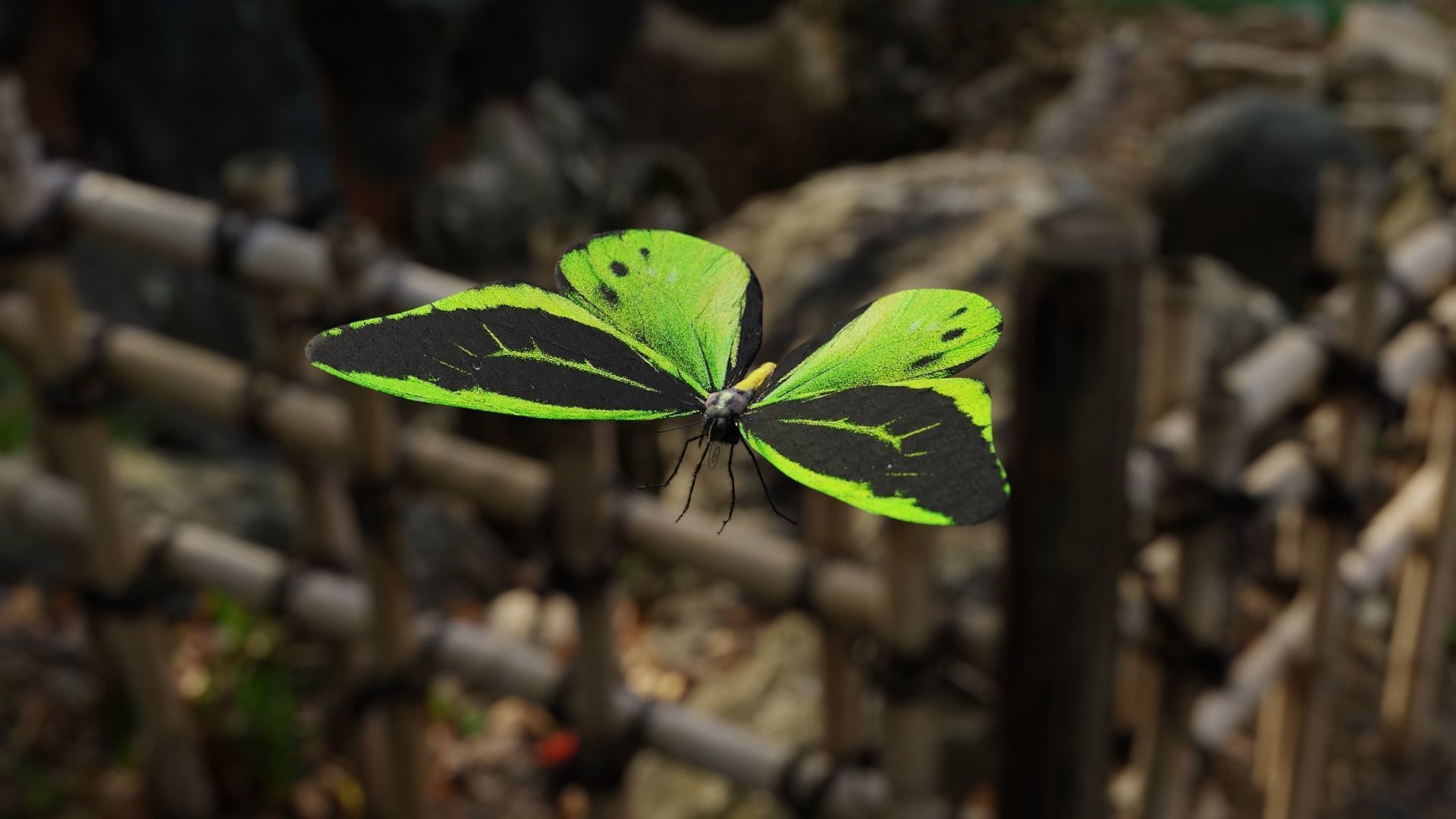 Green Birdwing Butterfly Low-poly 3D model_6