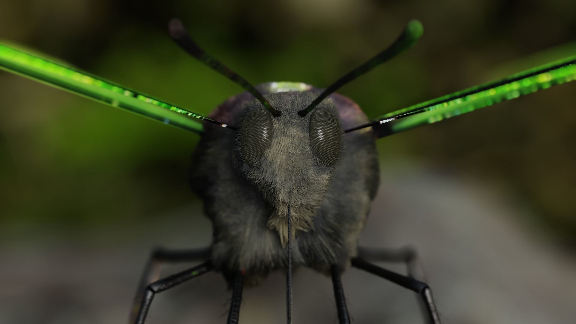 Green Birdwing Butterfly Low-poly 3D model_12