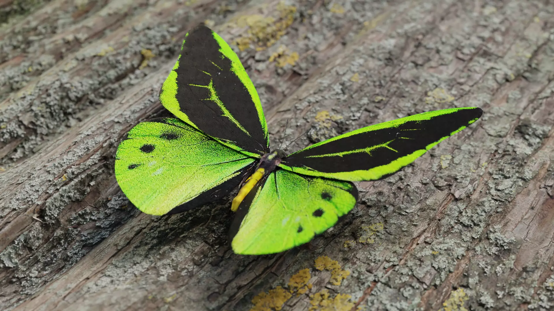 Green Birdwing Butterfly Low-poly 3D model_0