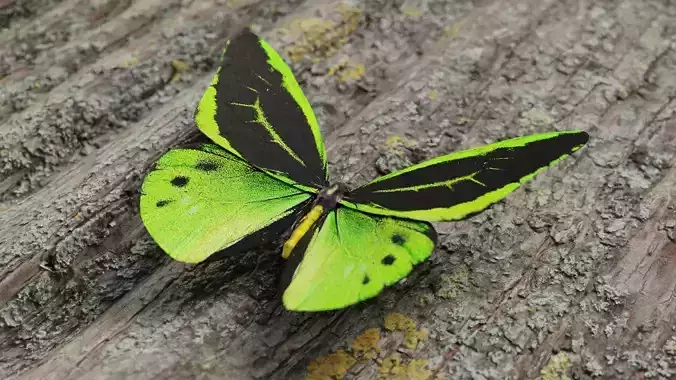 Green Birdwing Butterfly Low-poly 3D model