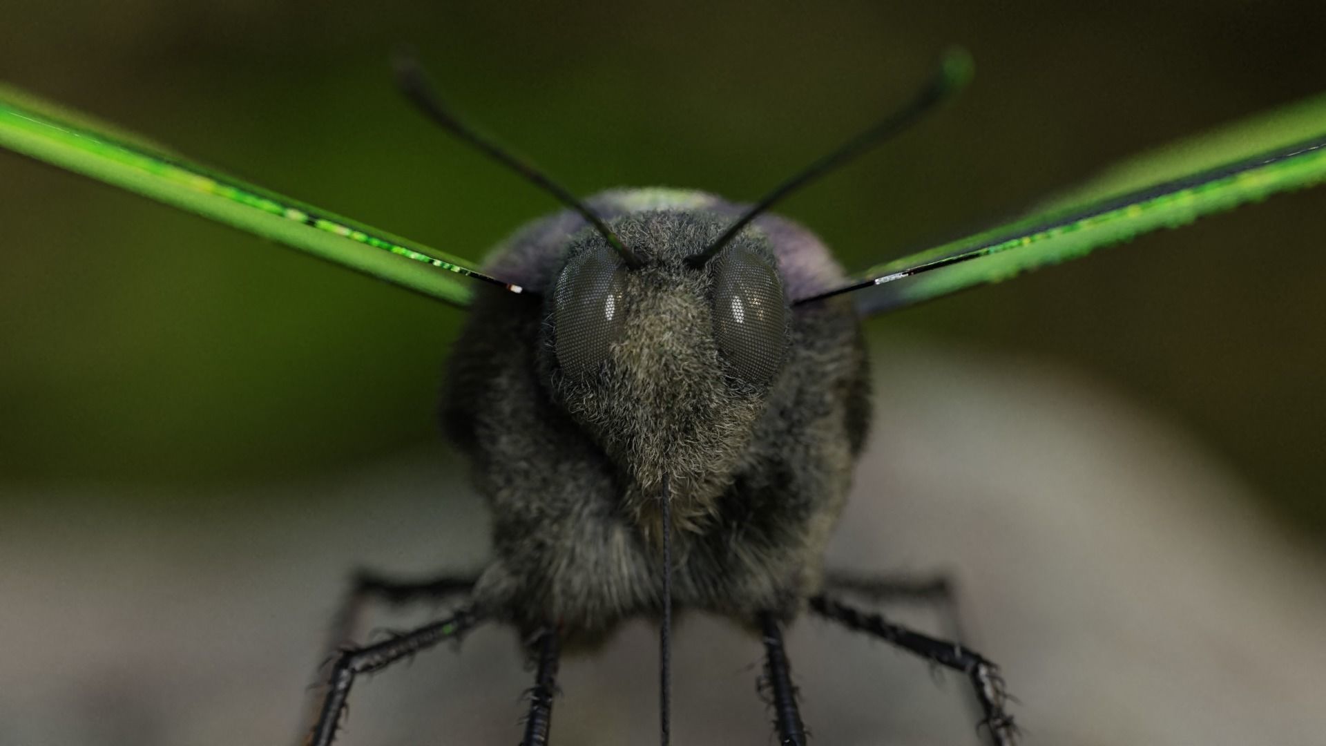 Green Birdwing Butterfly Low-poly 3D model_11