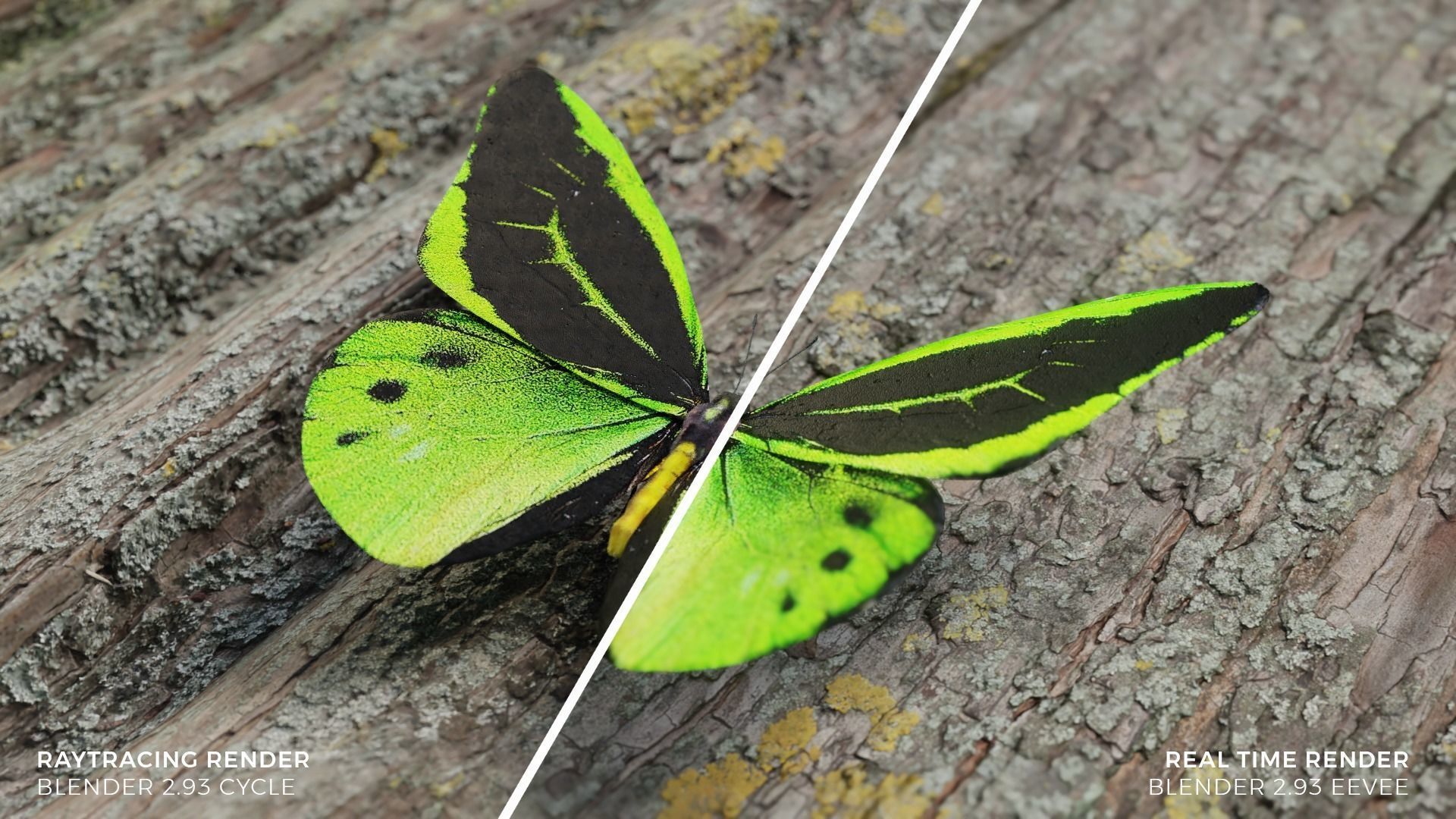 Green Birdwing Butterfly Low-poly 3D model_2