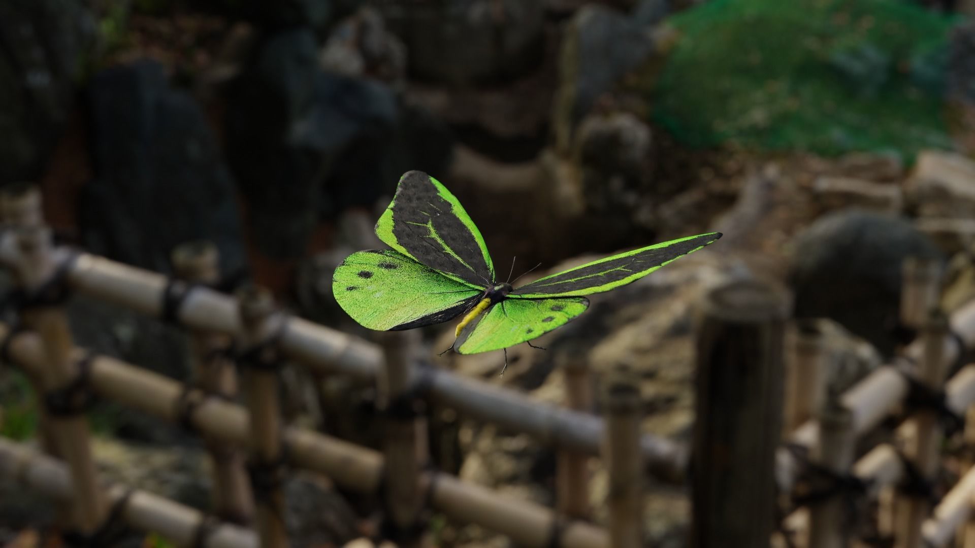 Green Birdwing Butterfly Low-poly 3D model_7
