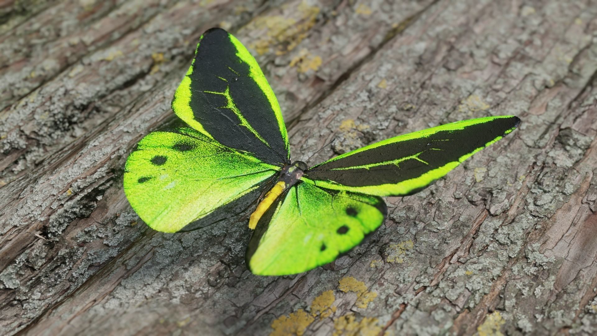 Green Birdwing Butterfly Low-poly 3D model_10