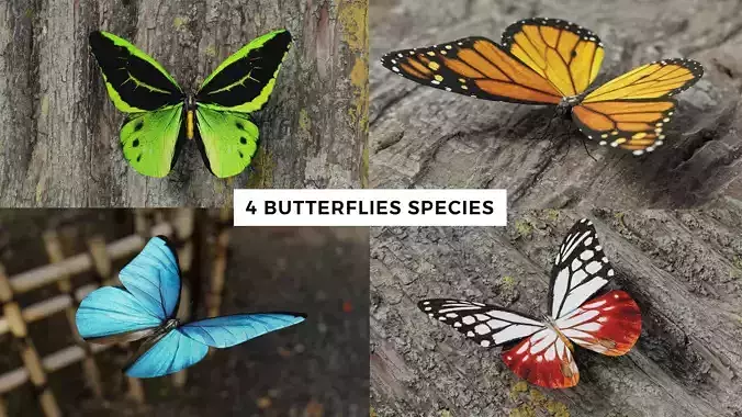 Butterfly Realistic  3D Model Collection