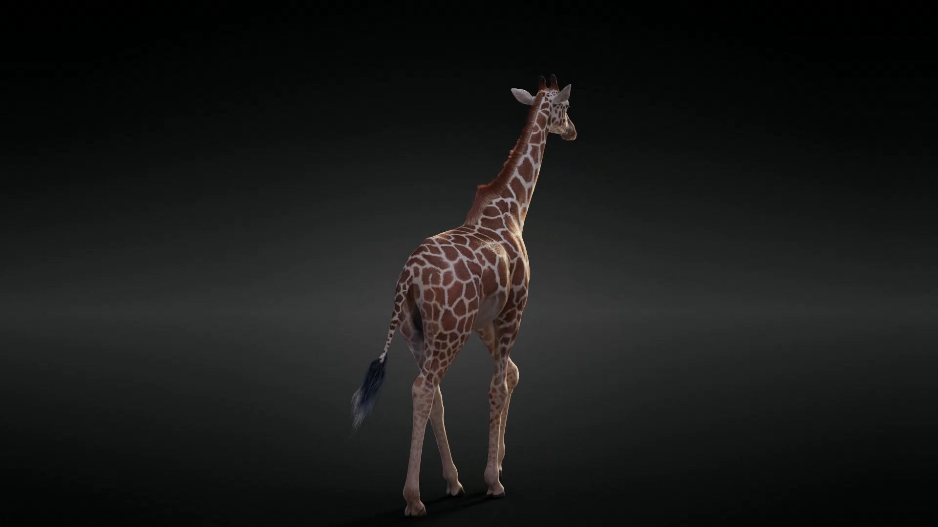 Giraffe Animated 3D model_7