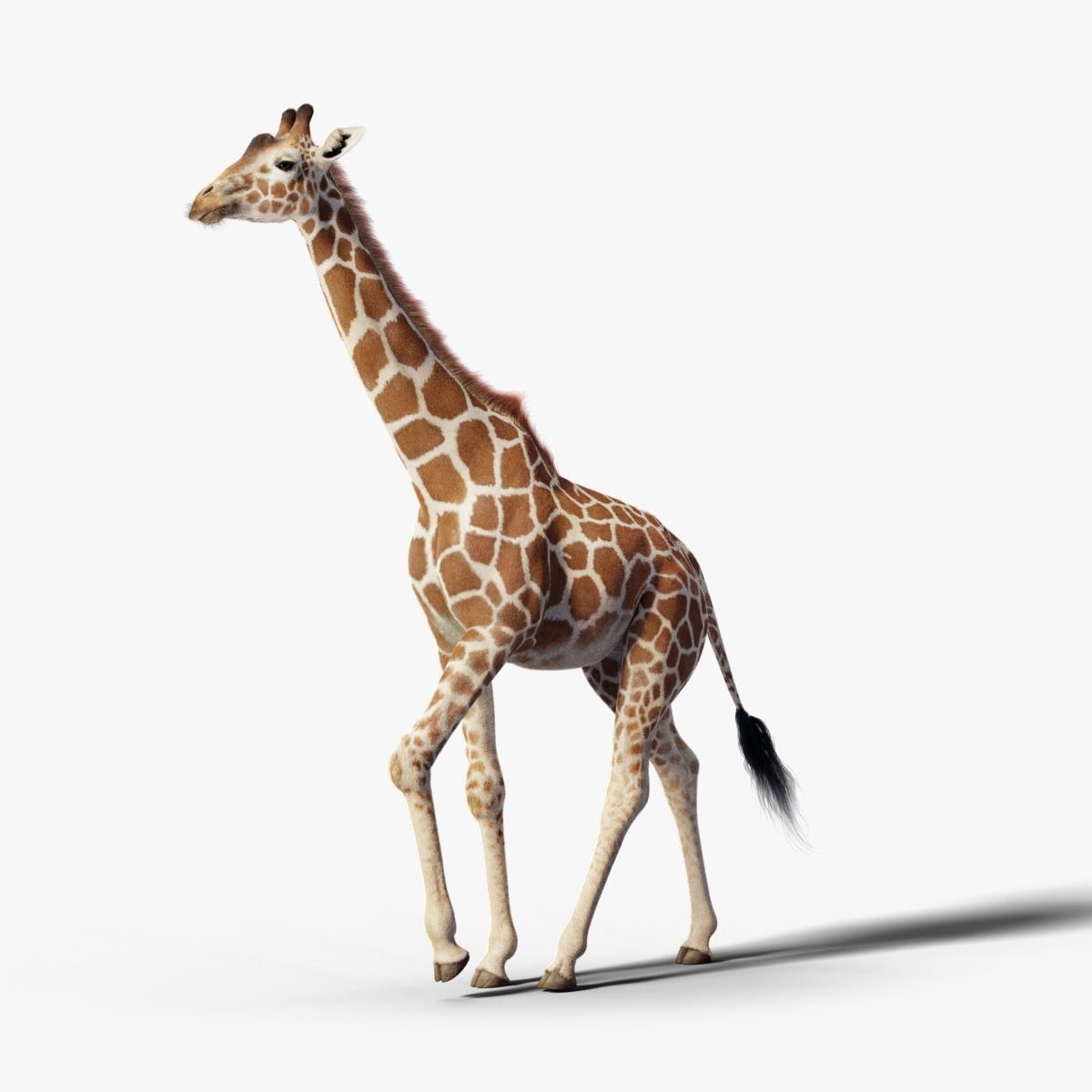 Giraffe Animated 3D model_21